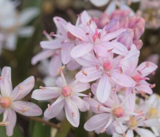 Пролеска (Сцилла) двулистная Розеа / Scilla bifolia Rosea — фото 1