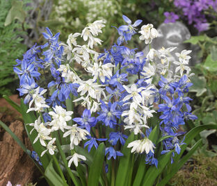 Пролеска (Сцилла) двулистная / Scilla bifolia Mix — фото 1