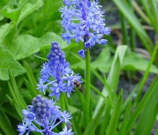 Пролеска (Сцилла) Литардье / Scilla litardierei — фото 1