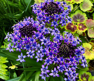 Пролеска (Сцилла) перуанская / Scilla peruviana — фото 1