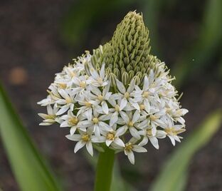 Пролеска (Сцилла) перуанская Вайт Мун / Scilla peruviana White Moon — фото 1