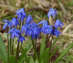 Пролеска (Сцилла) сибирская / Scilla siberica — фото 1