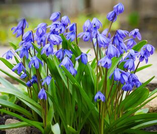 Пролеска (Сцилла) сибирская Спринг Бьюти/ Scilla siberica Spring Beauty