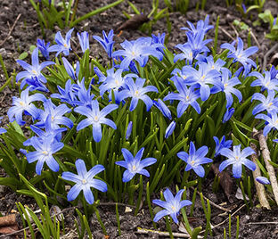 Хионодокса Сарденсис / Chionodoxa sardensis — фото 1