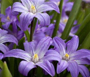 Хионодокса Виолет Бьюти / Chionodoxa Violet Beauty — фото 1