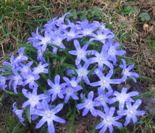 Хионодокса Люцилии / Chionodoxa luciliae