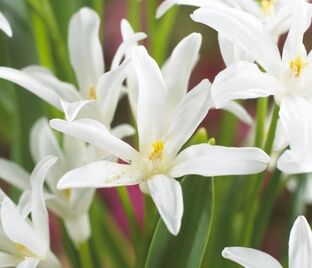 Хионодокса Люцилии Альба / Chionodoxa luciliae Alba