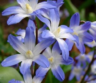 Хионодокса Форбса Блю Джайнт / Chionodoxa forbesii Blue Giant — фото 1