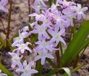 Хионодокса Форбса Пинк Джайнт / Chionodoxa forbesii Pink Giant — фото 1