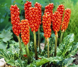 Аронник итальянский / Arum italicum