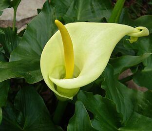 Аронник пятнистый / Arum maculatum