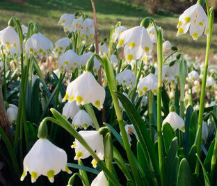 Белоцветник весенний / Leucojum vernum