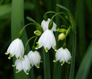 Белоцветник летний / Leucojum aestivum — фото 1