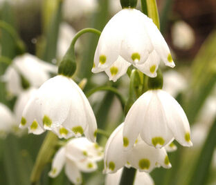 Белоцветник летний Гравети Джиант / Leucojum aestivum Gravetye Giant — фото 1