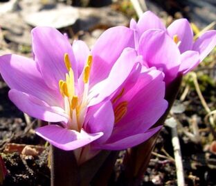 Бульбокодиум весенний / Bulbocodium vernum — фото 1