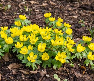 Весенник Киликийский / Eranthis cilicica — фото 1