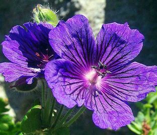 Герань клубневая / Geranium tuberosum