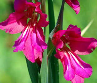 Гладиолус византийский / Gladiolus byzantinus — фото 1