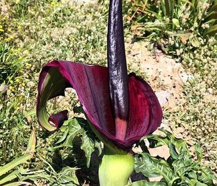 Дракункулюс обыкновенный / Dracunculus vulgaris