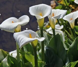 Зантедеския эфиопская / Zantedeschia aethiopica — фото 1