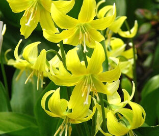 Кандык Пагода / Erythronium Pagoda