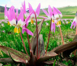 Кандык собачий зуб Микс / Erythronium dens canis Mix — фото 1