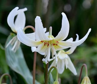 Кандык завёрнутый Вайт Бьюти / Erythronium revolutum White Beauty — фото 1