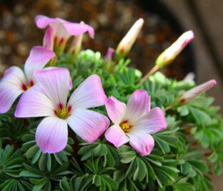 Кислица железистолистная / Oxalis adenophylla