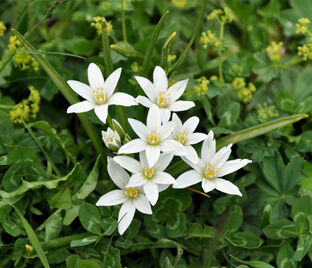 Птицемлечник Баланзы / Ornithogalum balansae