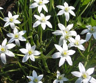 Птицемлечник зонтичный / Ornithogalum umbellatum