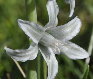 Птицемлечник поникший / Ornithogalum nutans