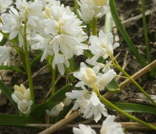 Пушкиния ливанская Альба / Puschkinia libanotica Alba