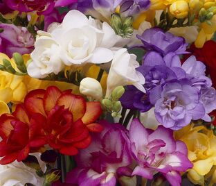 Фрезия махровая Микс / Freesia Double Mix — фото 1