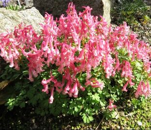 Хохлатка плотная Бет Эванс / Corydalis solida Beth Evans — фото 1