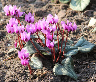 Цикламен косский / Cyclamen coum hybriden — фото 1