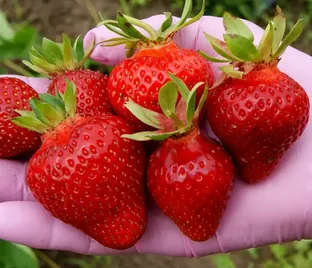 Клубника 