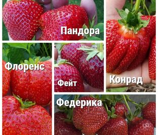 Набор №3 ТОП-5 позднеспелых сортов "Конрад" / "Пандора" / "Федерика" / "Фейт" / "Флоренс"