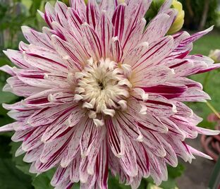 Георгин Авиньон (Dahlia Avignon)