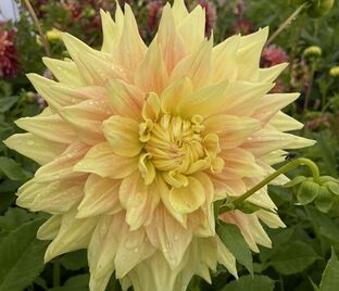 Георгин Адванс (Dahlia Advance)