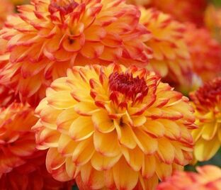 Георгин Айкун (Dahlia Icoon)