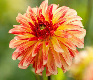 Георгин Айриш Пинвил (Dahlia Irish Pinwheel)