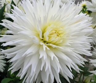Георгин Айс Кристал (Dahlia Ice Crystal)