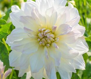 Георгин Айсберг (Dahlia Iceberg)