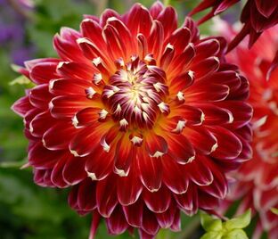 Георгин Акита (Dahlia Akita)