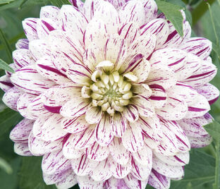 Георгин Акитас Страйпед (Dahlia Akita's Striped)