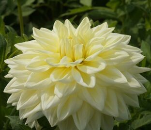 Георгин Альва Супрем (Dahlia Alva's Supreme)