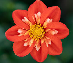 Георгин Альстергрус (Dahlia Alstergruss)