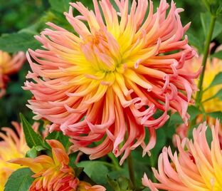 Георгин Альфред Гриль (Dahlia Alfred Grille)