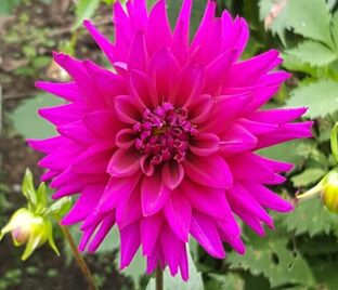 Георгин Амбишн (Dahlia Ambition)