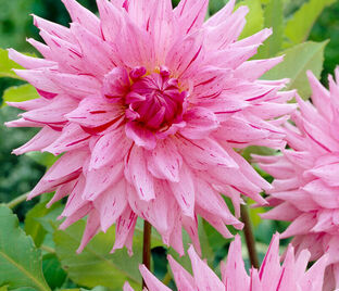 Георгин Американ Дрим (Dahlia American Dream)